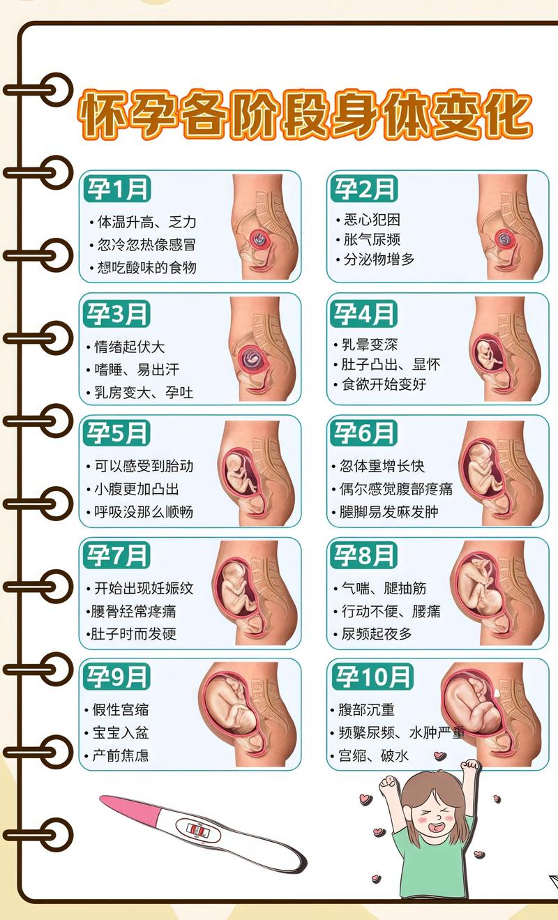 揭秘供卵代孕妈妈怀孕小腹分两节，孕期变化的奥秘万宁代生机构: